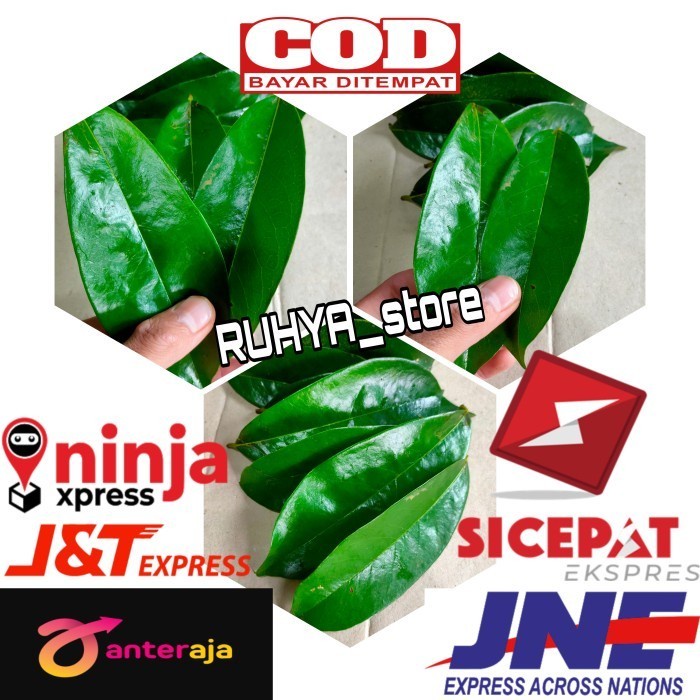 

Daun Sirsak Segar 500gr Herbal kesehatan alami