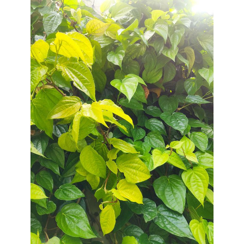 

DAUN SIRIH SEGAR (Langsung dari Pohon)