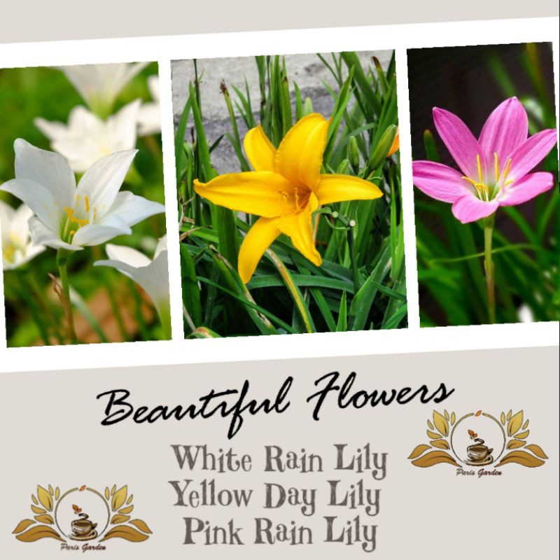3 in 1 PAKET BUNGA LILY RAIN LILY - BIBIT BUNGA DAY LILY KUNING LILI HUJAN PUTIH RAIN LILY PINK