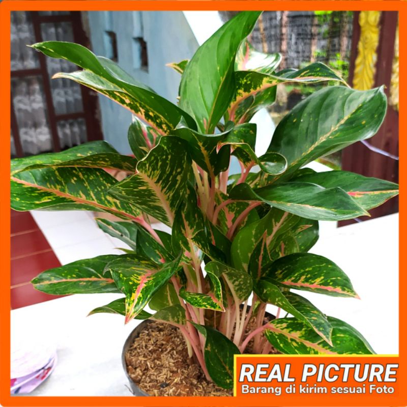 aglonema Gatotkaca rumpun 8 pohon