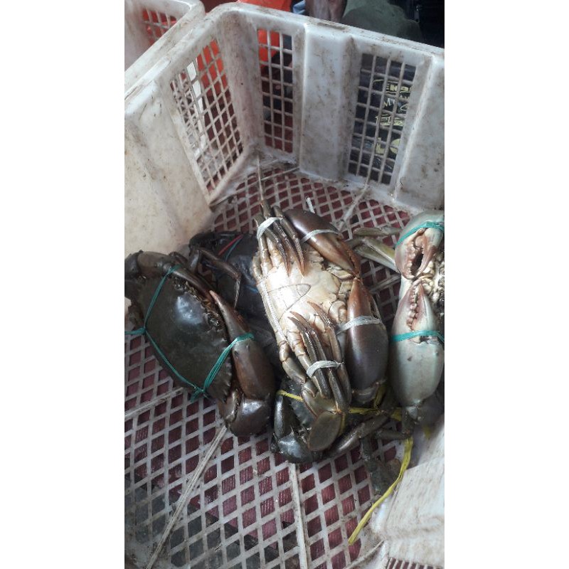 

KEPITING HIDUP /1KG,ISI,2-3