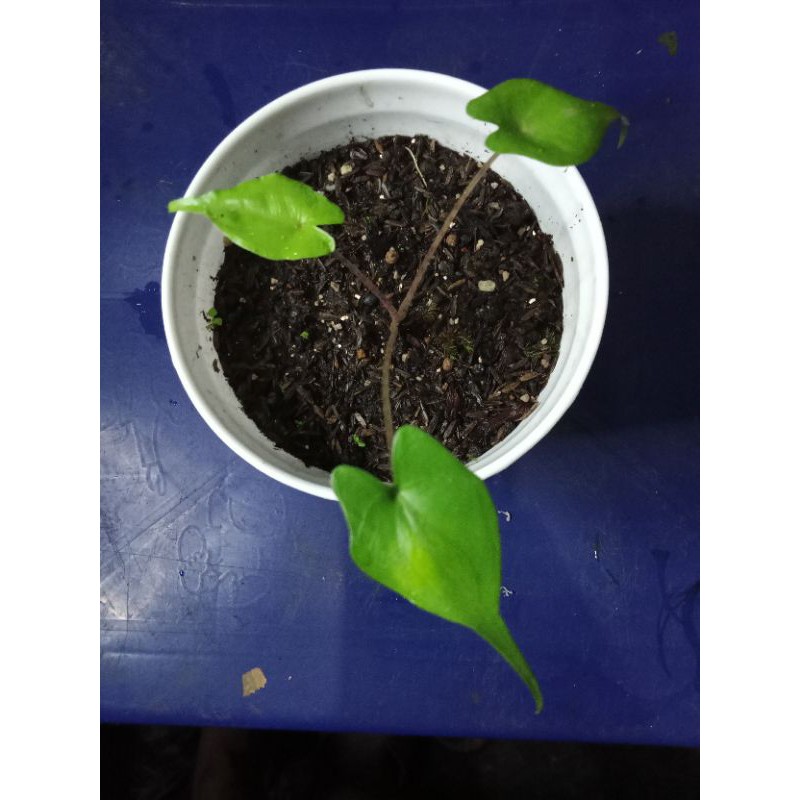 alocasia stingray kecil