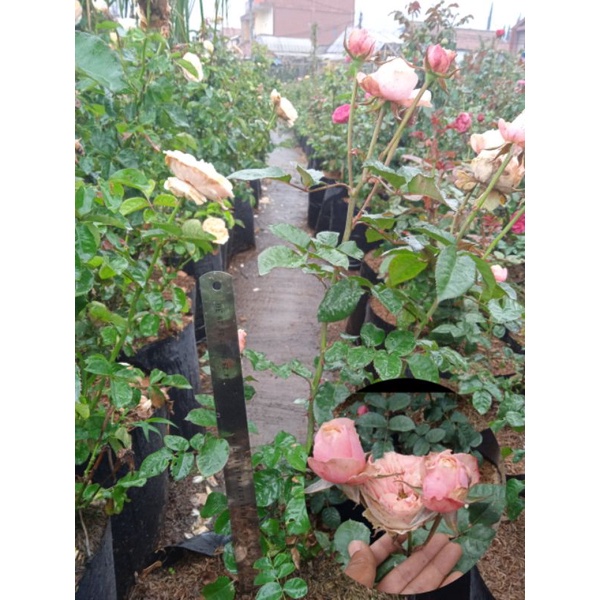 INDUKAN MAWAR IMPORT YUJEN