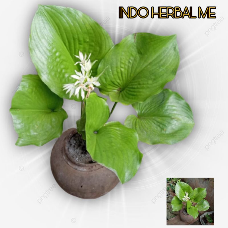 tanamn hias hosta plantaginea