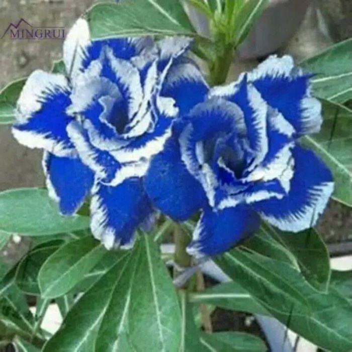 Adenium bunga tumpuk Obesum Biru dengan Sisi Putih Tanaman Mawar