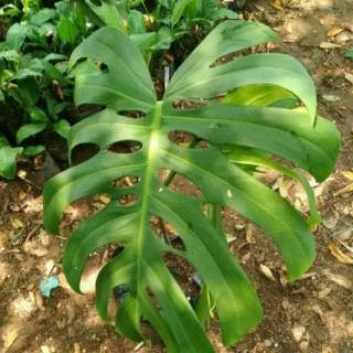 Tanaman hias philodendrum monstera monstera Daun besar Tanaman hias philodendrum monstera monstera Daun besar