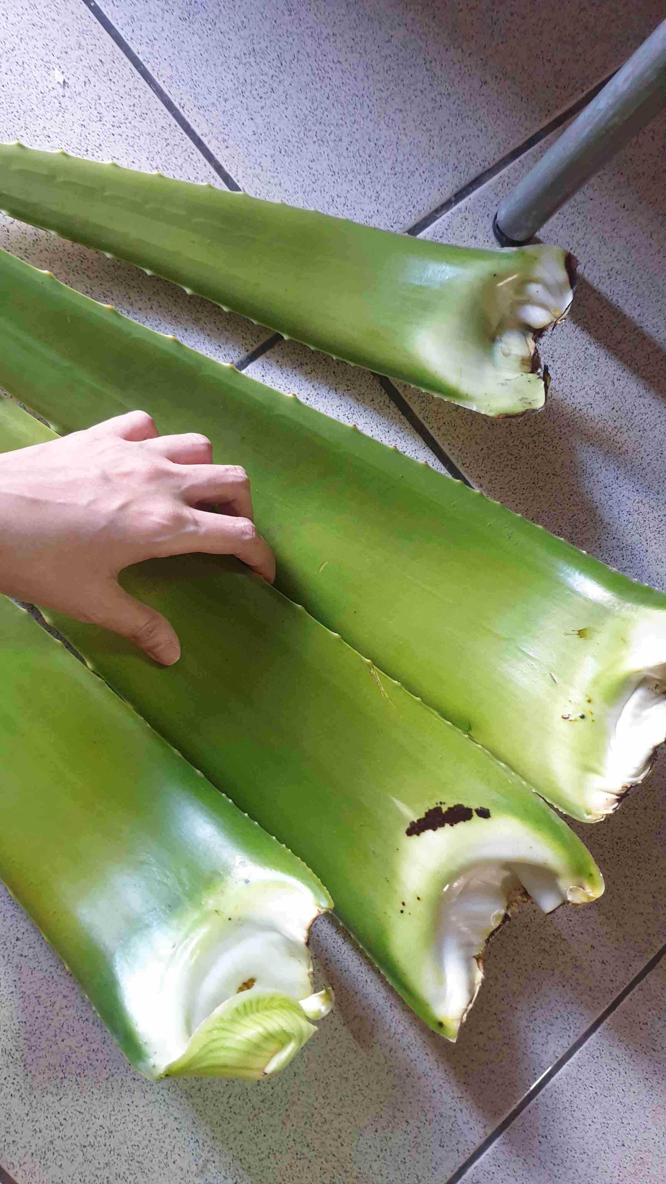 Sale! Pelepah Lidah Buaya Jumbo & Fresh 100% Organik (600-750gr)