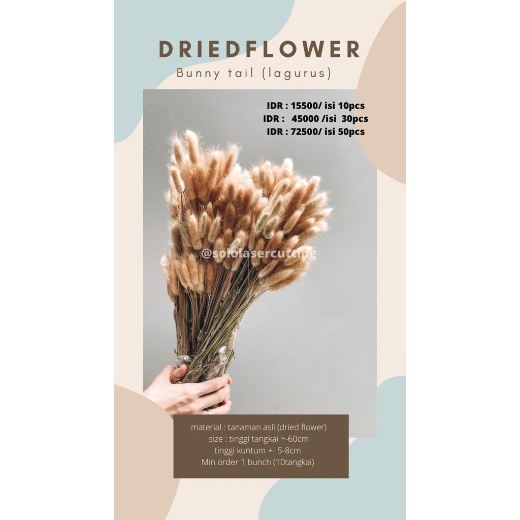 TERMURAH  1 TANGKAI Dried flower//LAGURUS // Bunga Kering Bunny Tail Import Premium