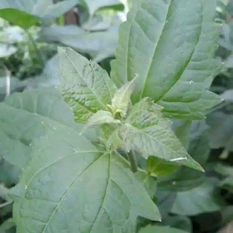 

Daun Kirinyuh Kopasanda Segar 250 gr
