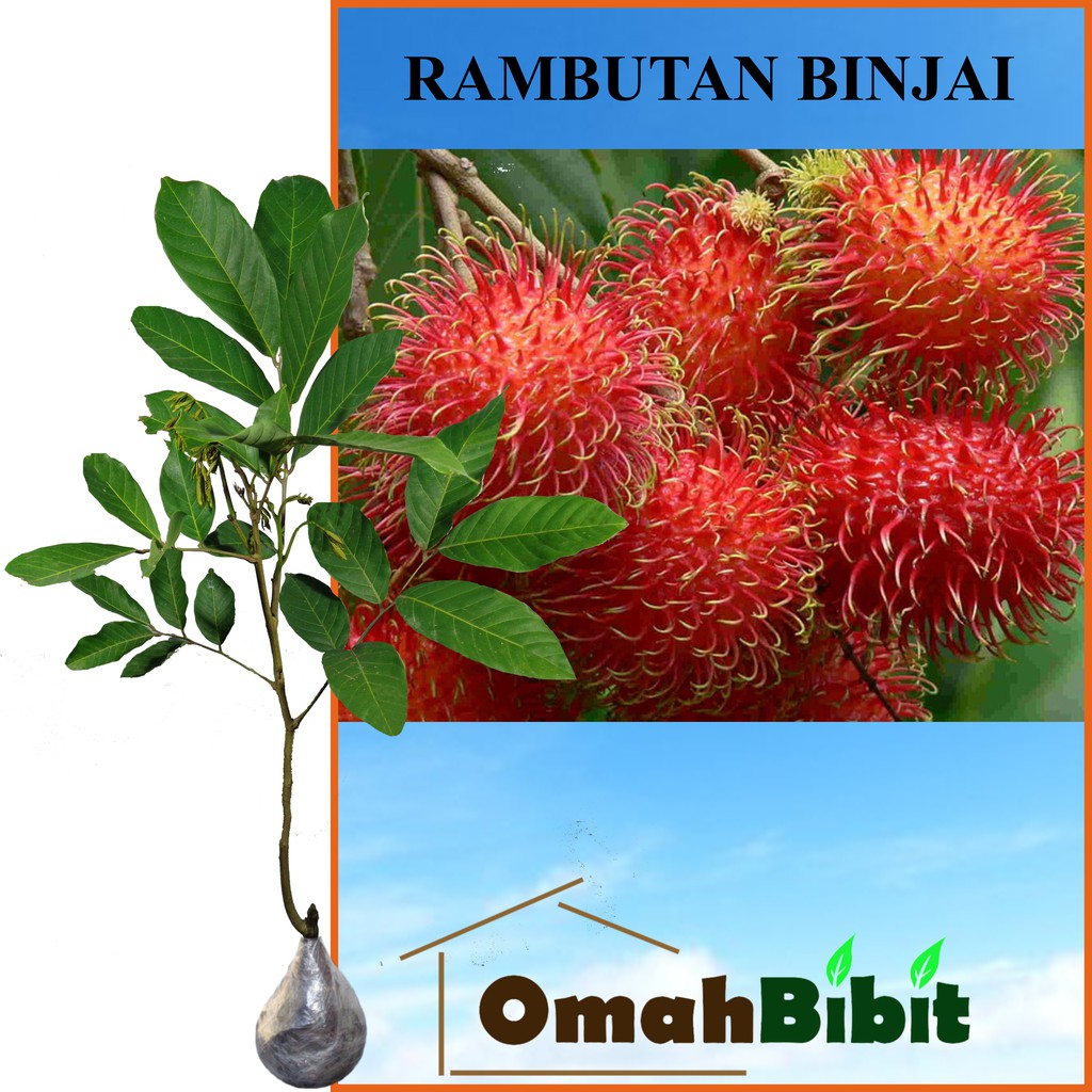 

Tanaman Rambutan Binjai (Tinggi 60-80 cm )