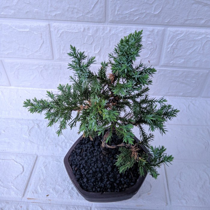Bonsai Mame Cemara blue sinencis tanaman