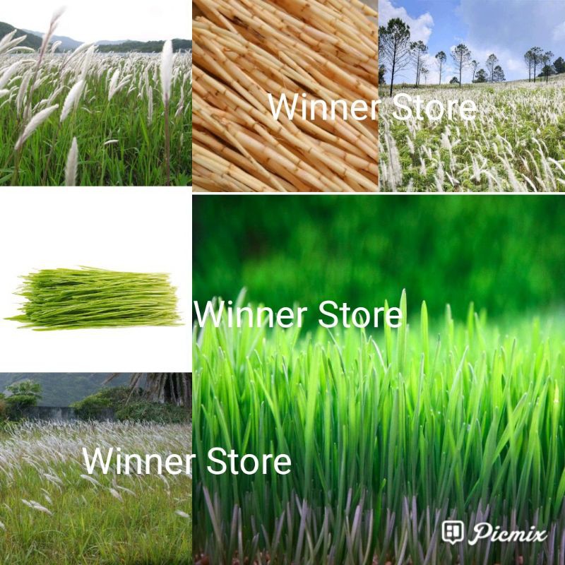 Bibit Benih Bunga Alang Alang Ilalang (500 Butir)