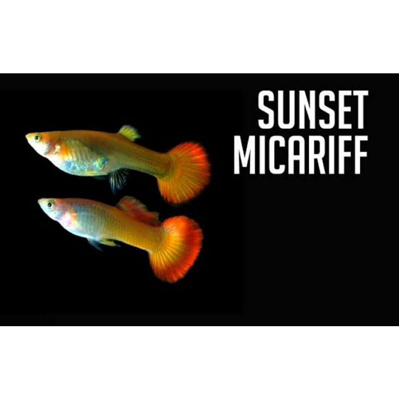 ikan hias guppy yellow micarif sunset