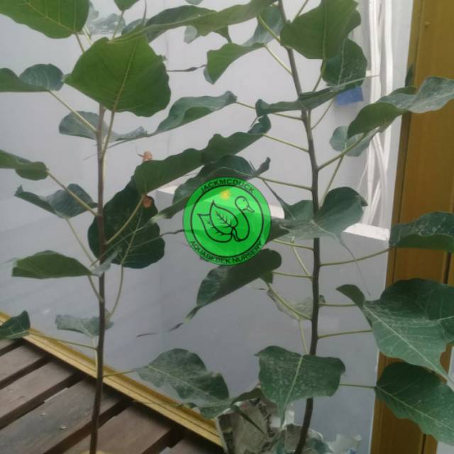 Pohon bodhi figcus relligiosa