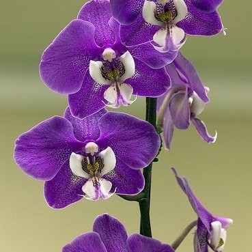 tanaman hias Anggrek Dendrobium purple love