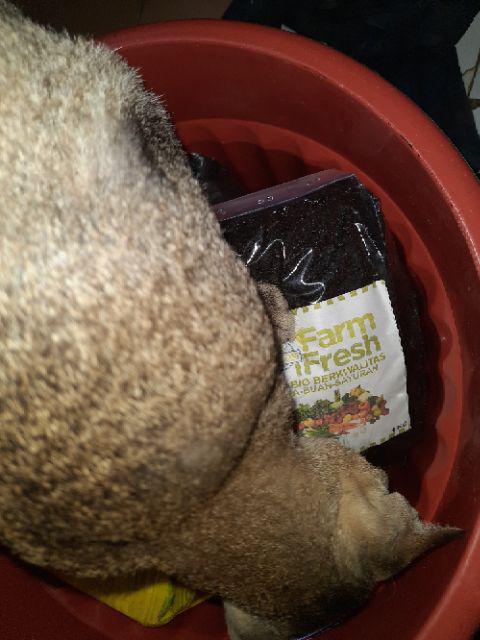 Media Tanam Organik Tanah Kompos  Repack 1kg