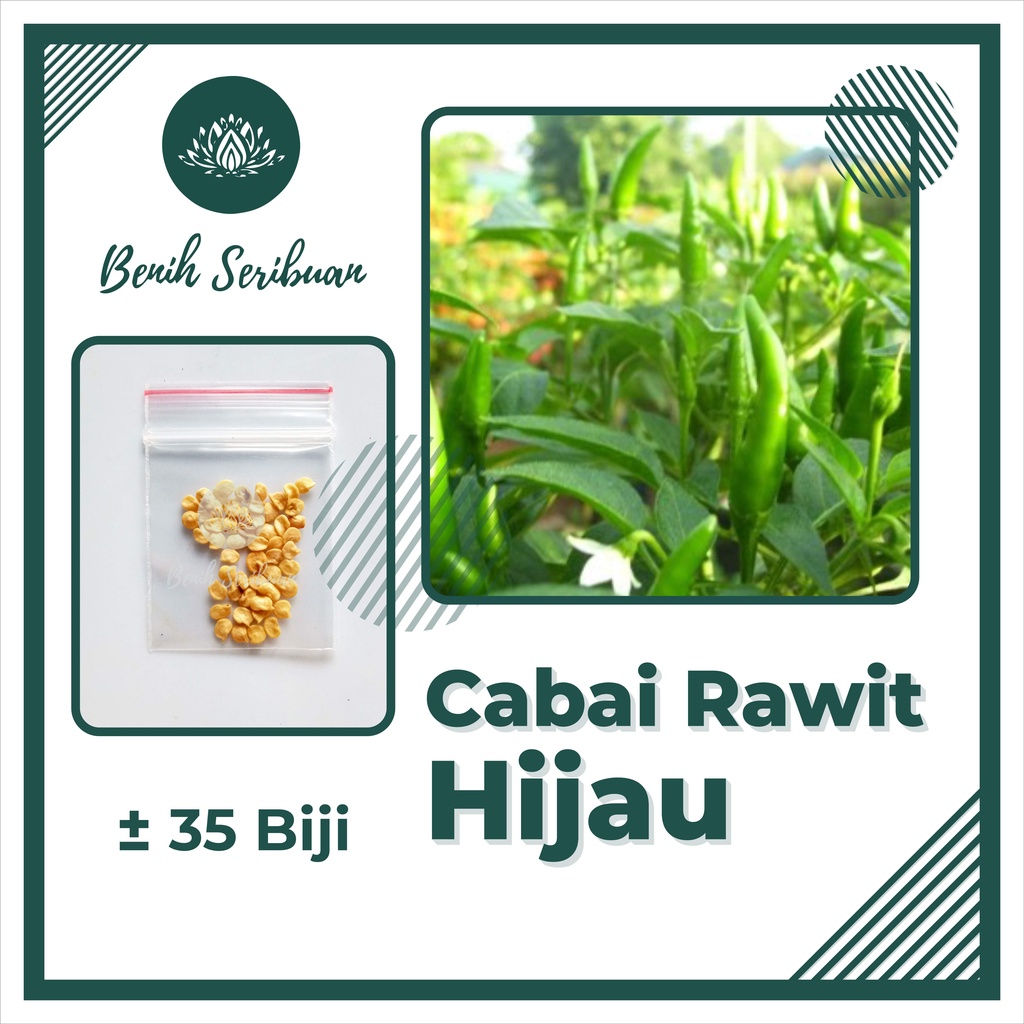 BS-BYL Bibit Cabe Konsumsi Benih Sayuran Cabai Rawit Merah Setan Sayur Unggul Cabe Setan ORI 212 Besar Hijau Keriting Shypoon Orion Viral dll-CABE RAWIT HIJAU