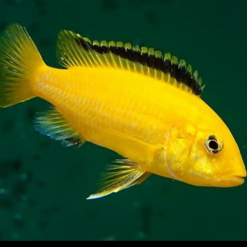 Ikan Hias Cichlid Yellow Lab Lemon Aquarium Aquascape
