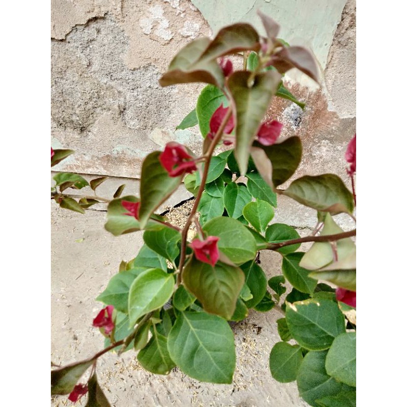 tanaman hias bunga bougenville merah cabai