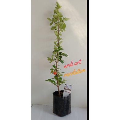 bahan bonsai sianci (cerry barbados) sudah berbuah