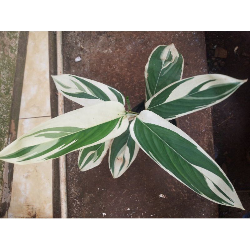 Pisang pisangan variegata/Bibit pisangan variegata