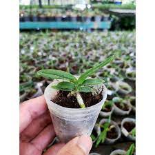 anggrek vanda hibrid seedling sedling ber id lengkap - anggrek vanda sedling murah