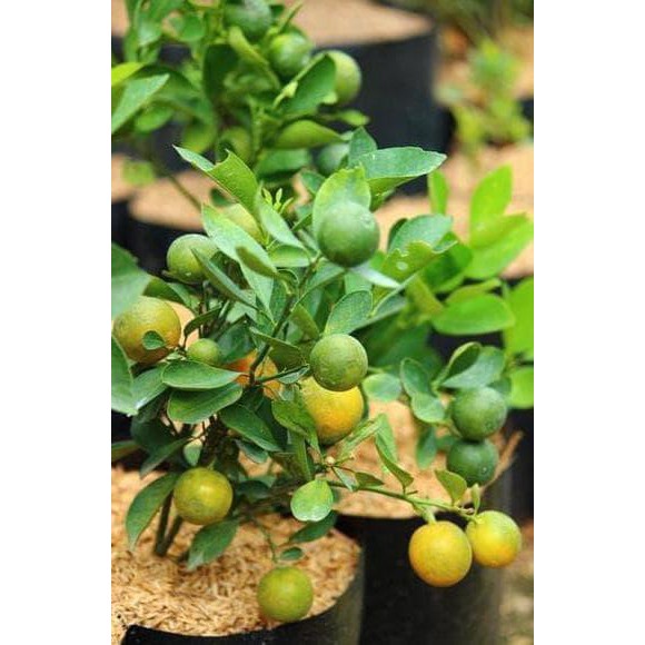 Bibit Tanaman Buah Jeruk Kasturi/ Bibit Jeruk Kalamonde/ Bibit Tanaman Lemon Cui/ Bibit Tanaman Jeruk Kalamansi Calamondin