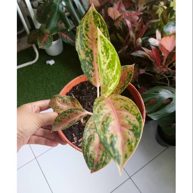 Aglonema big roy.aglonema murah