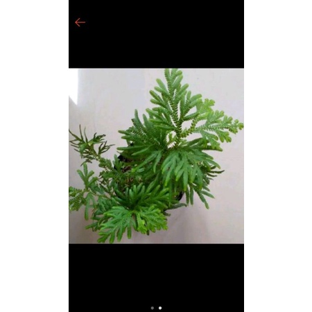 

ceker ayam obat herbal 200 grm