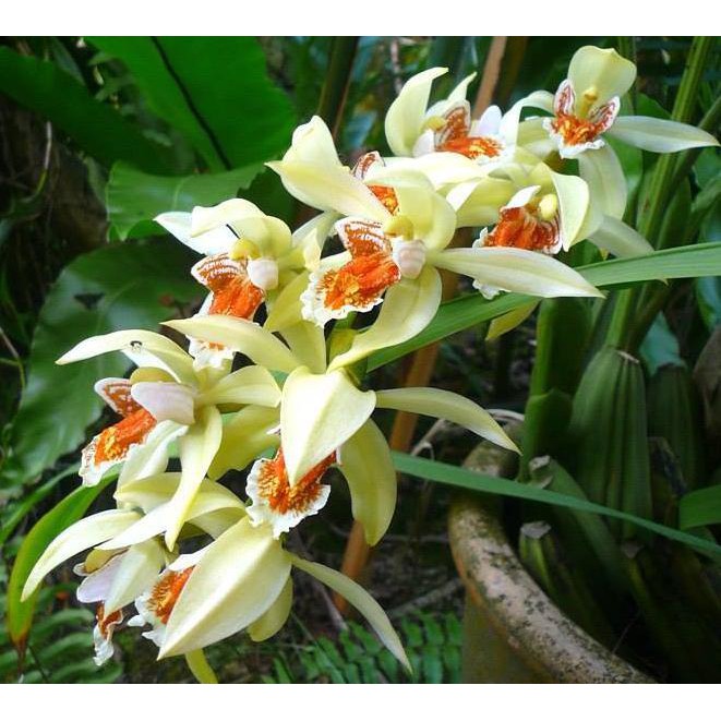 Produk Ready Coelogyne Asperata
