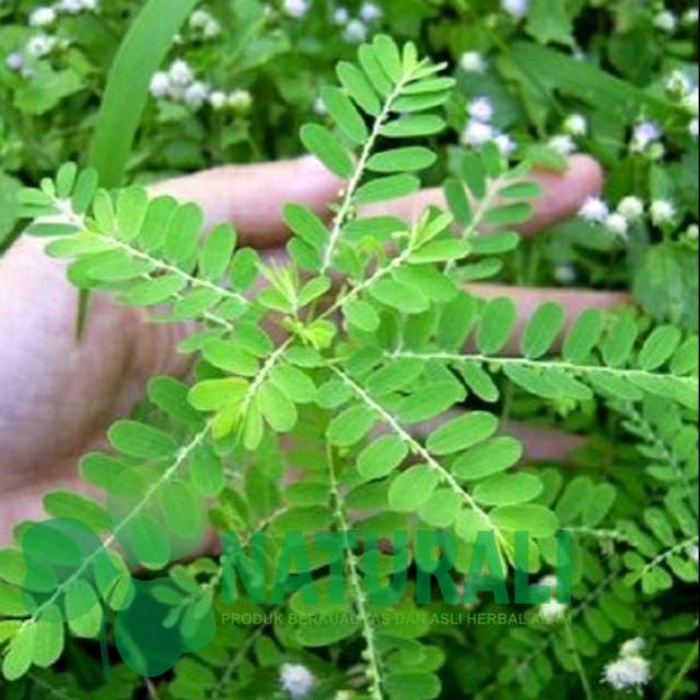

Daun meniran segar organik netto 100gram siap petik