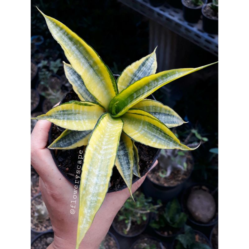sansevieria cordova variegata