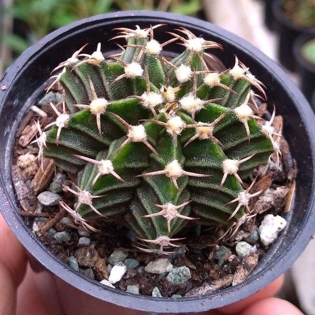 KAKTUS LB HYBRID/Gymnocalycium LB Hybrid/Gymno LB Hybrid (LB2)