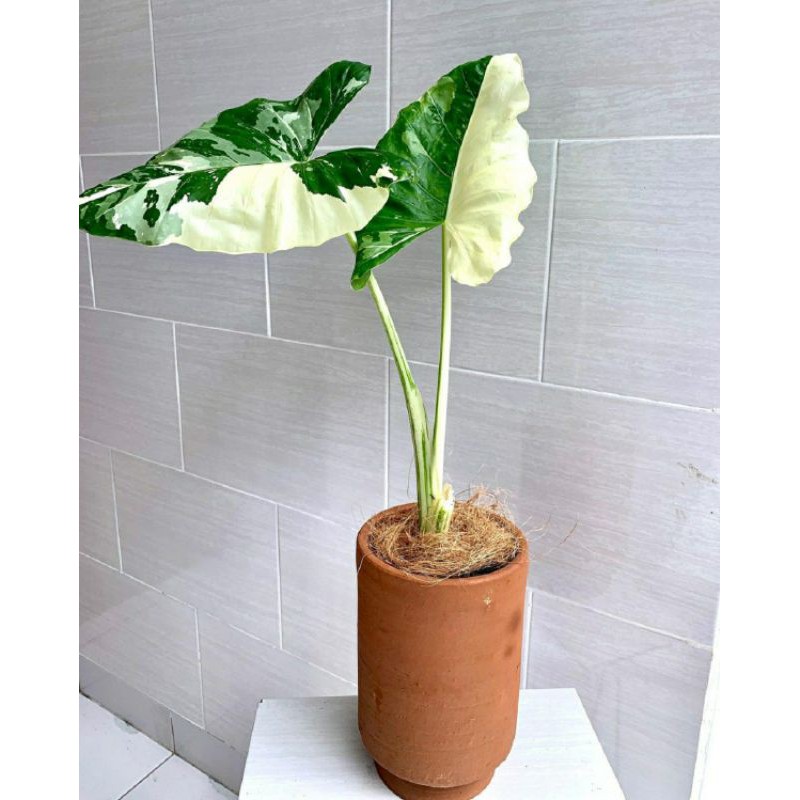 tanaman hias SENTE VARIGATA talas varigata