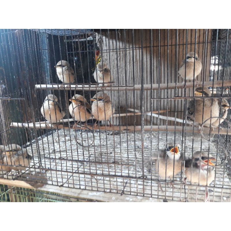 burung pentet lolohan.