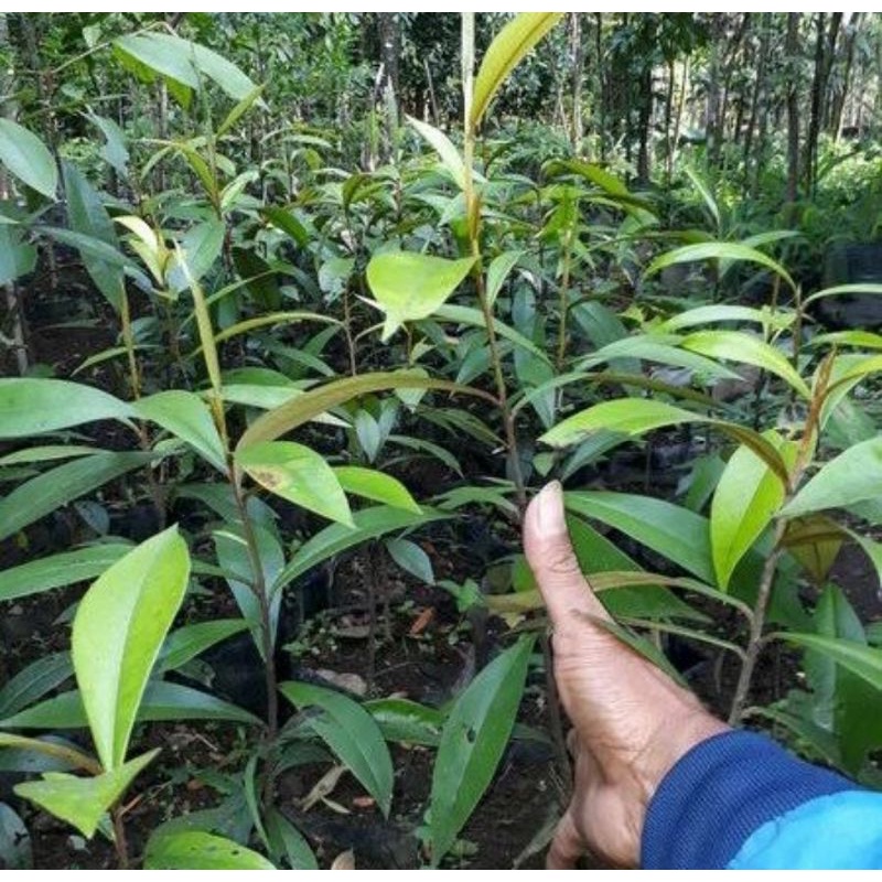 Bibit pohon kayu hitam eboni/Tanaman kayu ebony