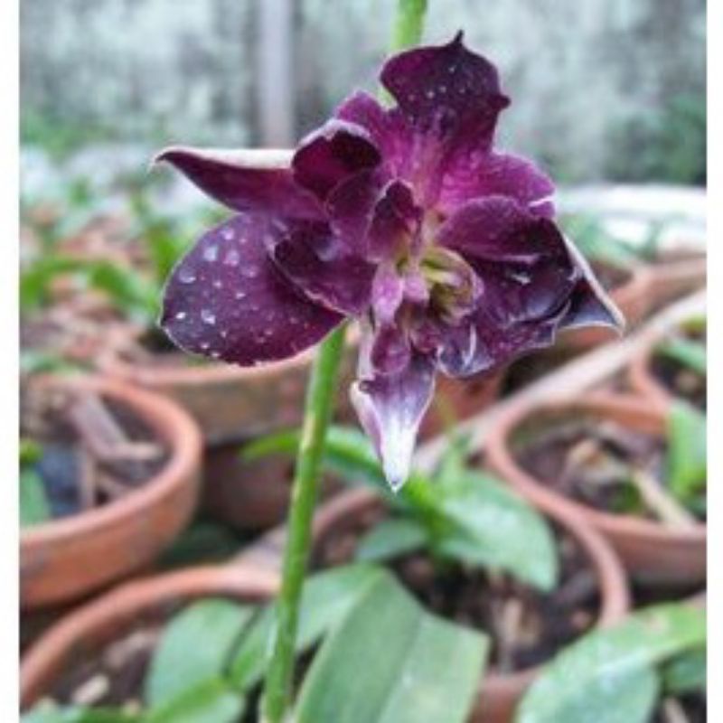 Anggrek dendrobium mawar biru