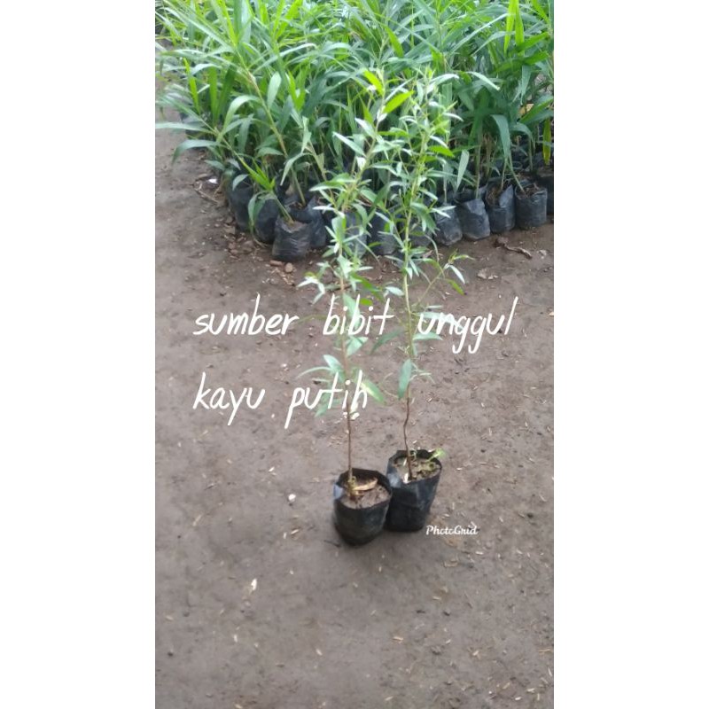 bibit kayu putih