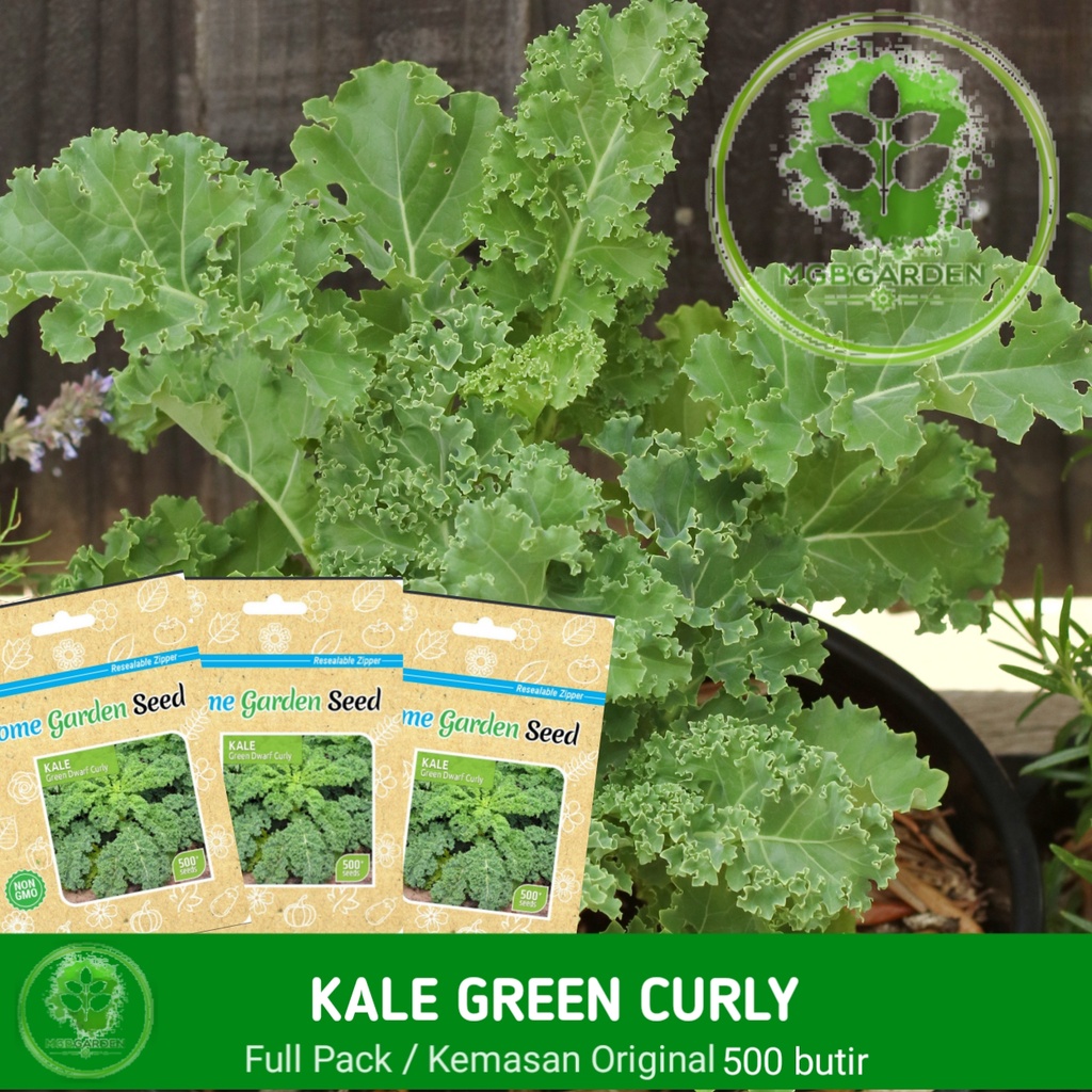 BENIH/BIJI (BAKAL BIBIT) GREEN CURLY KALE HOME GARDEN SEED