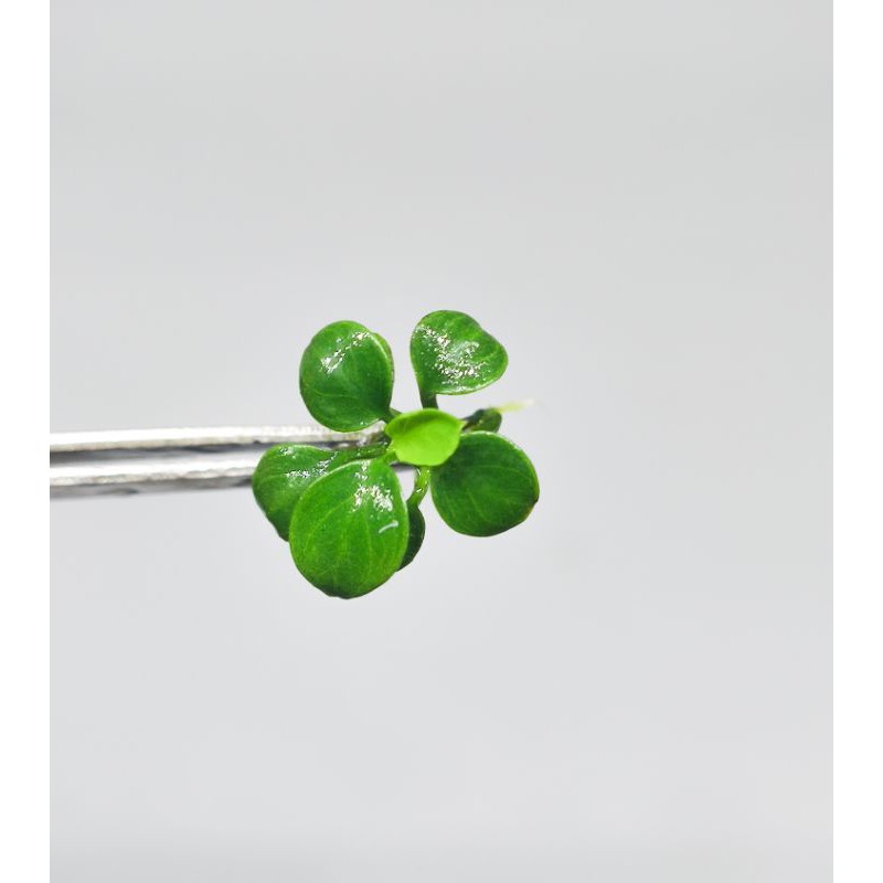 Anubias Petit / Petite Micro Tanaman Air Aquascape