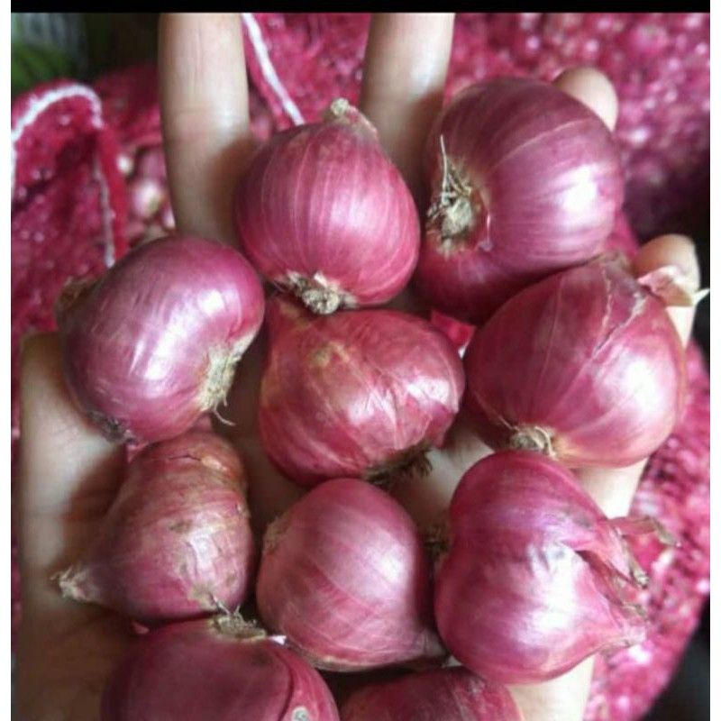 

BAWANG.MERAH.BERSIH.KERING