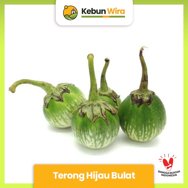 

Terong Hijau Bulat | Eggplant