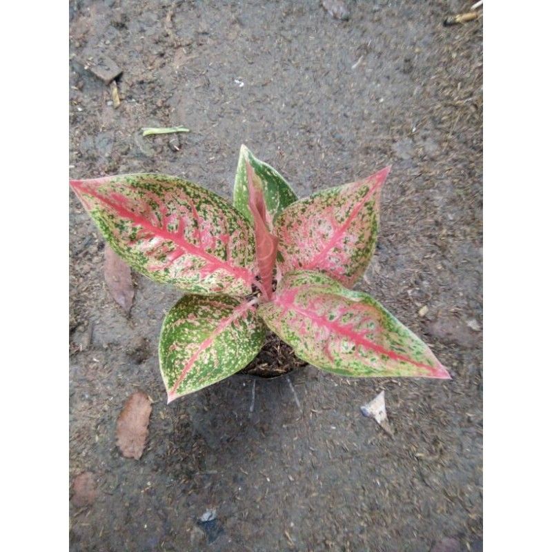 Aglonema tiara Anakan