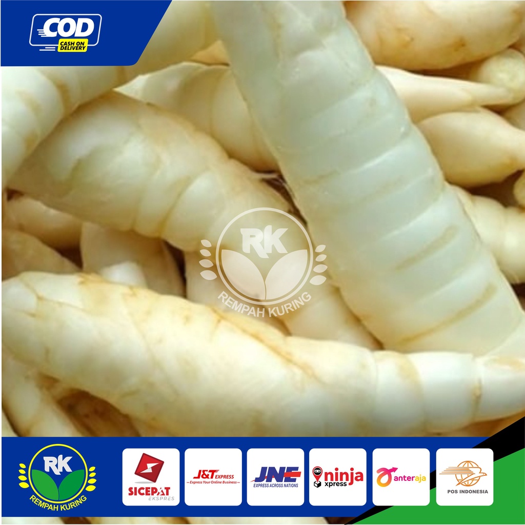 

UMBI GARUT SEGAR 1 KG BERSIH REMPAH KURING