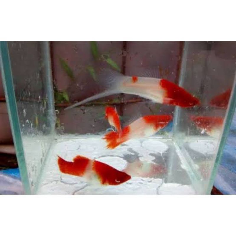 Platy santa