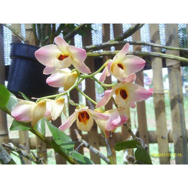 anggrek spesies dendrobium moschatum