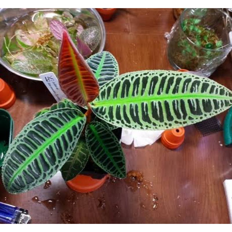 topi pria putih+(bonus)