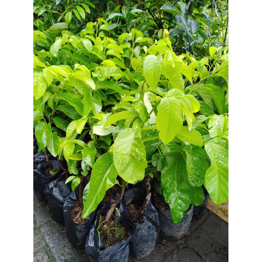 BIBIT TANAMAN SRIKAYA JUMBO TANPA BIJI LAPAK TERBAIK