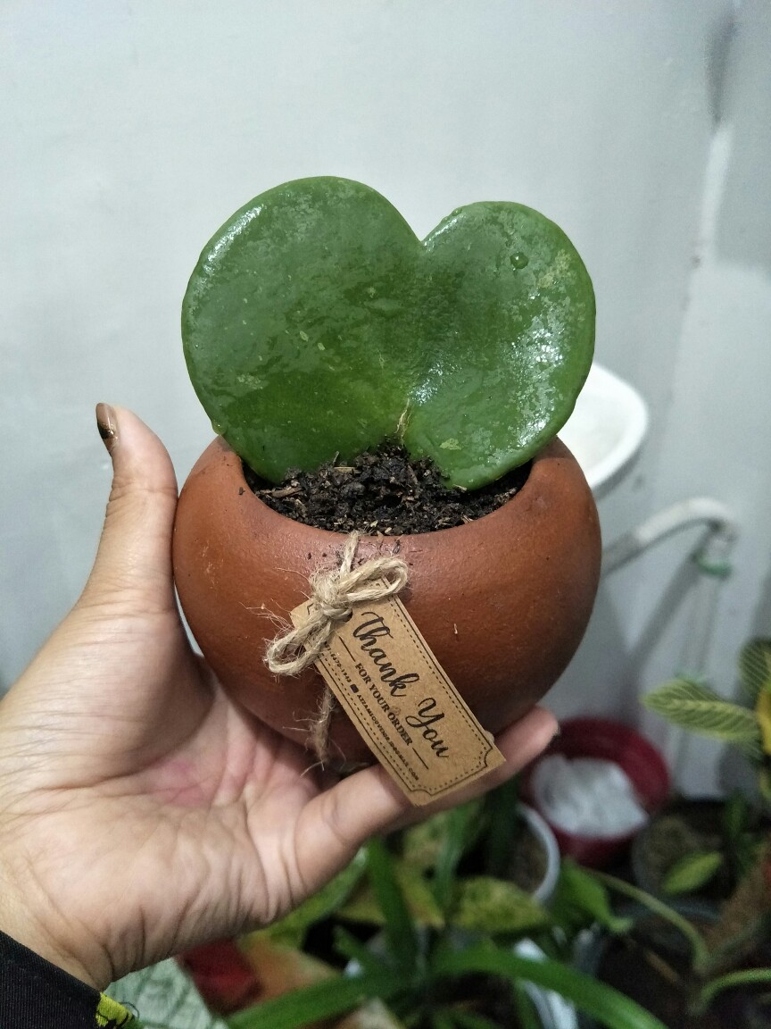 Kaktus Hoya