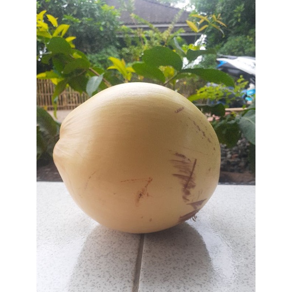 

KELAPA KUNING HERBAL ALAMI